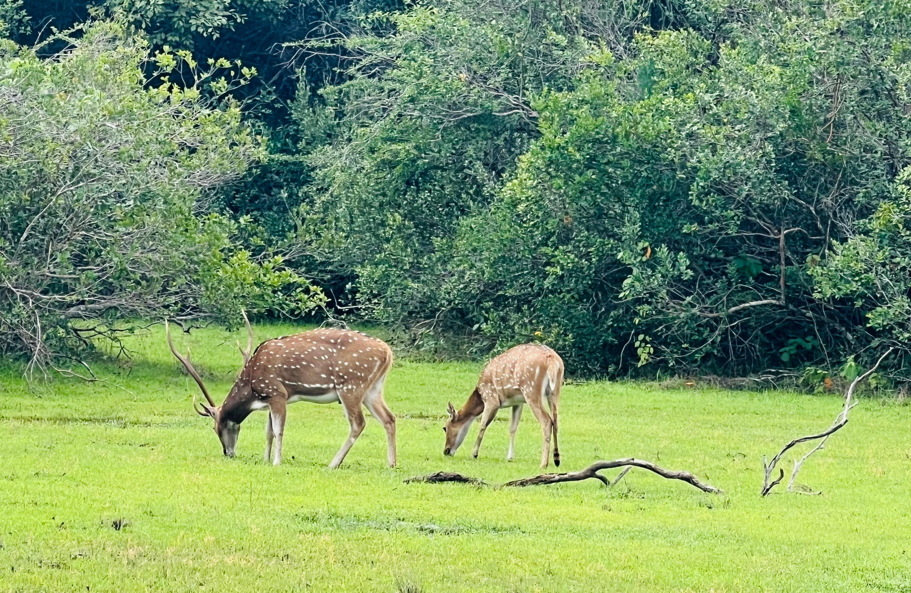 Wildlife at Yala National Park